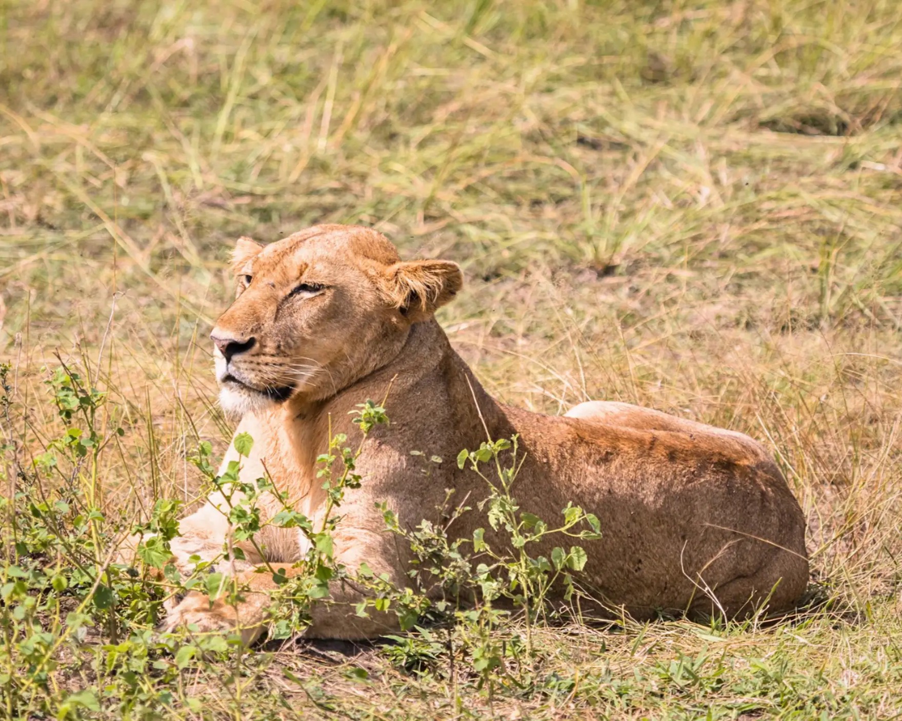 Lions basking in Mikumi National Park