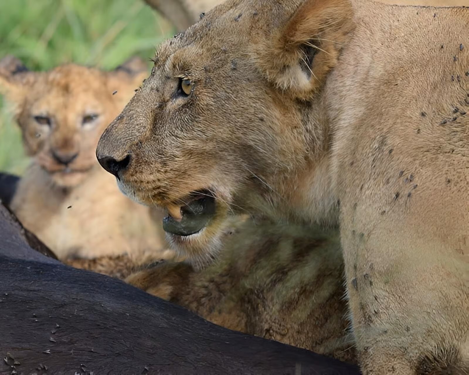 Ngorongoro Crater safari scene with buffalos and leopards in natural habitat