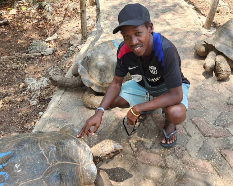 Giant Aldabra tortoise on Prison Island Zanzibar