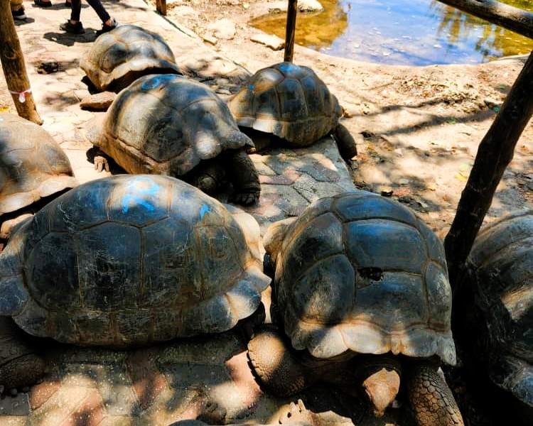 Giant Aldabra tortoise at Prison Island sanctuary