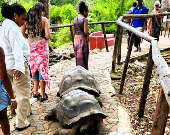 Close-up of giant tortoise on Prison Island
