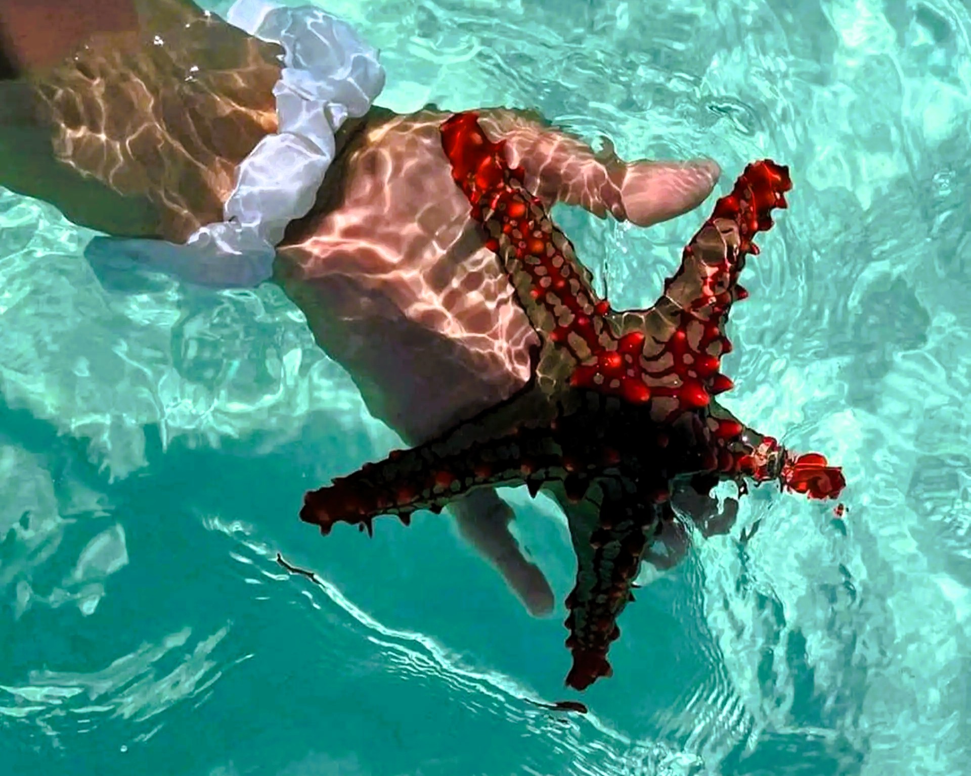 Vibrant coral reefs at Pungume Sandbank during snorkeling tour