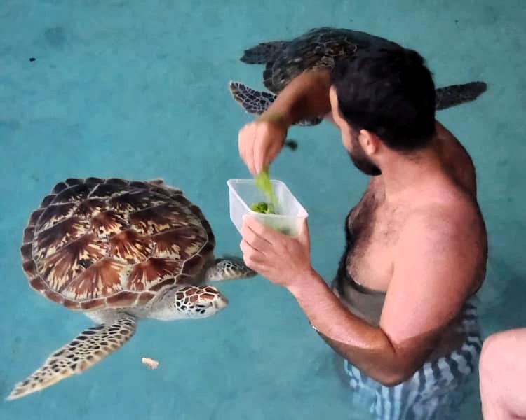 Salam Cave with turtles swimming in natural pools and limestone formations in Zanzibar