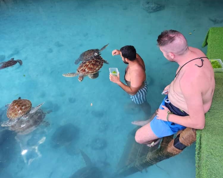 Sea turtles at the sanctuary in Zanzibar