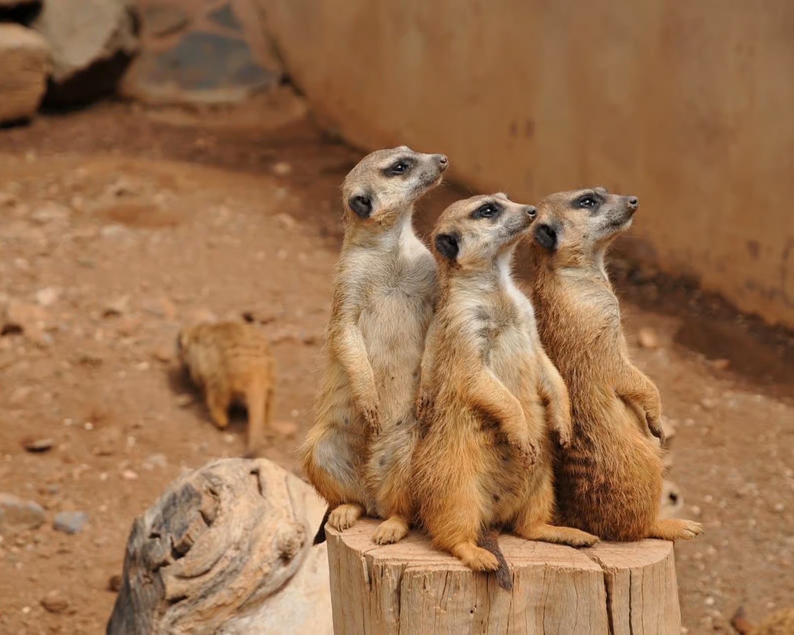 Zanzibar Tours Gallery | Pasqualino Safari Image