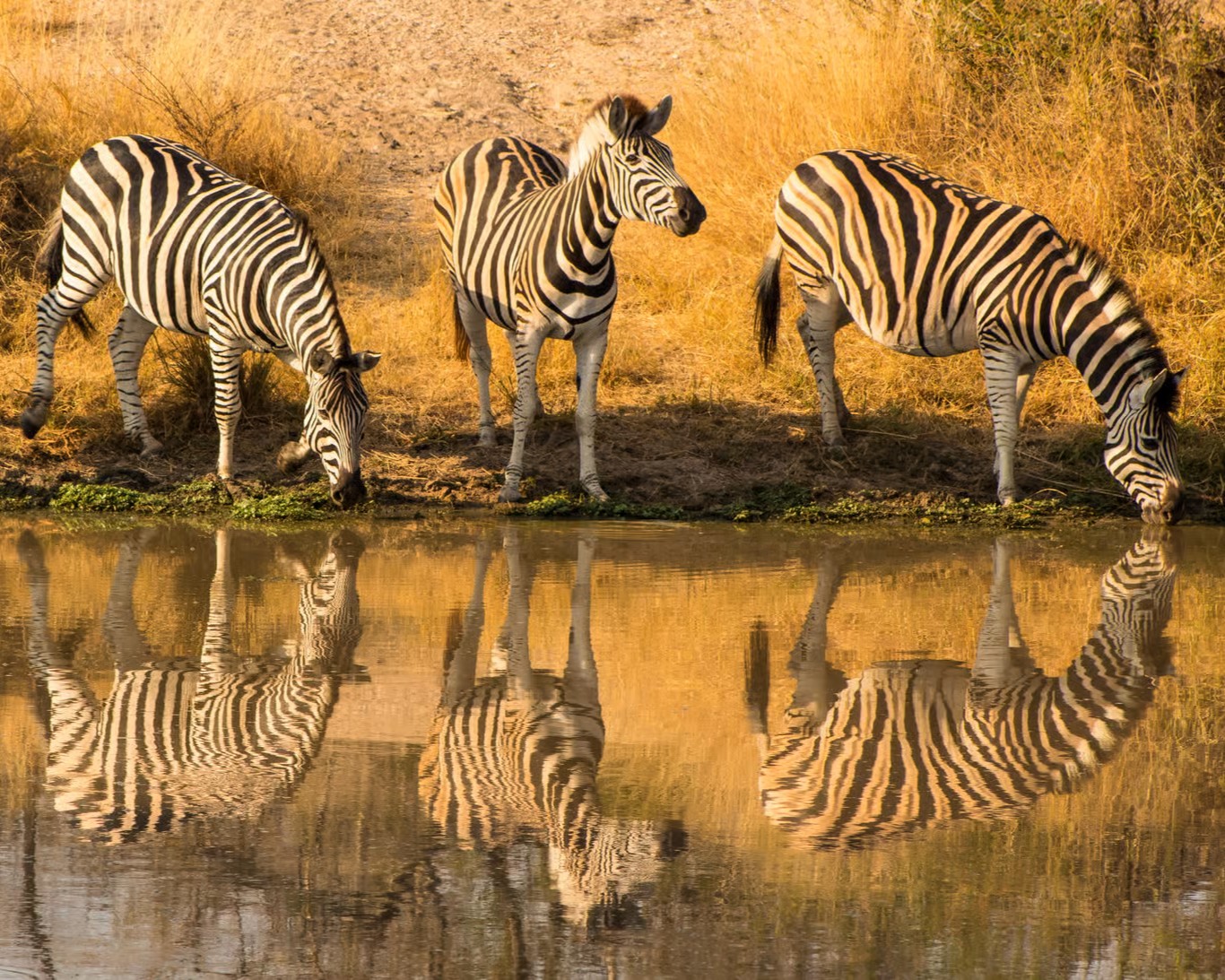 Lions resting in Serengeti National Park