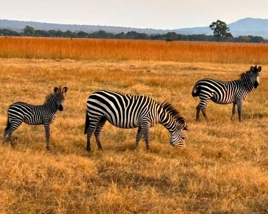 Combination Package Zanzibar Beach and Tanzania Safari