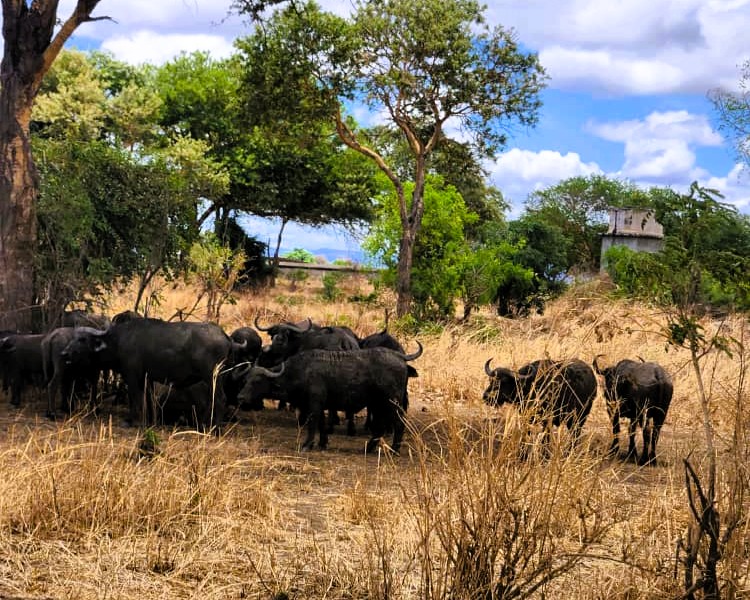 Full Day Ngorongoro Crater
