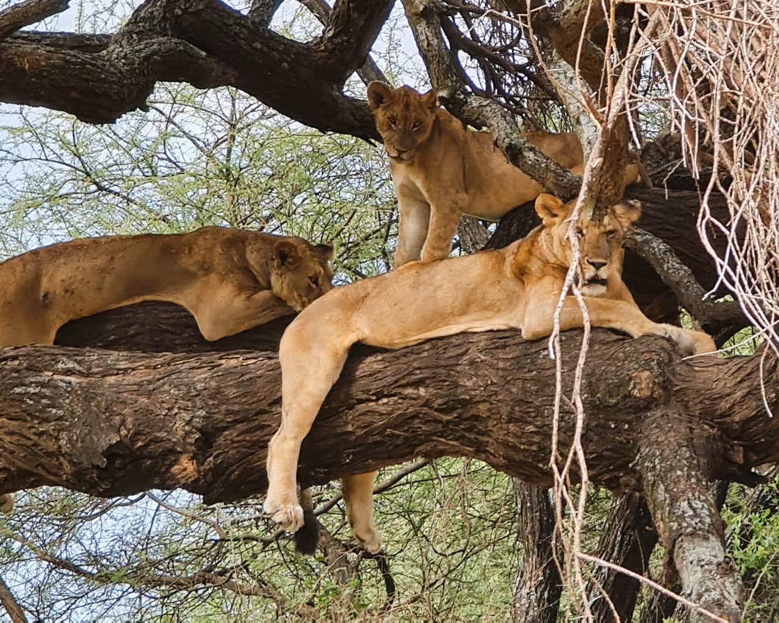 Zanzibar Tours Gallery | Pasqualino Safari Image