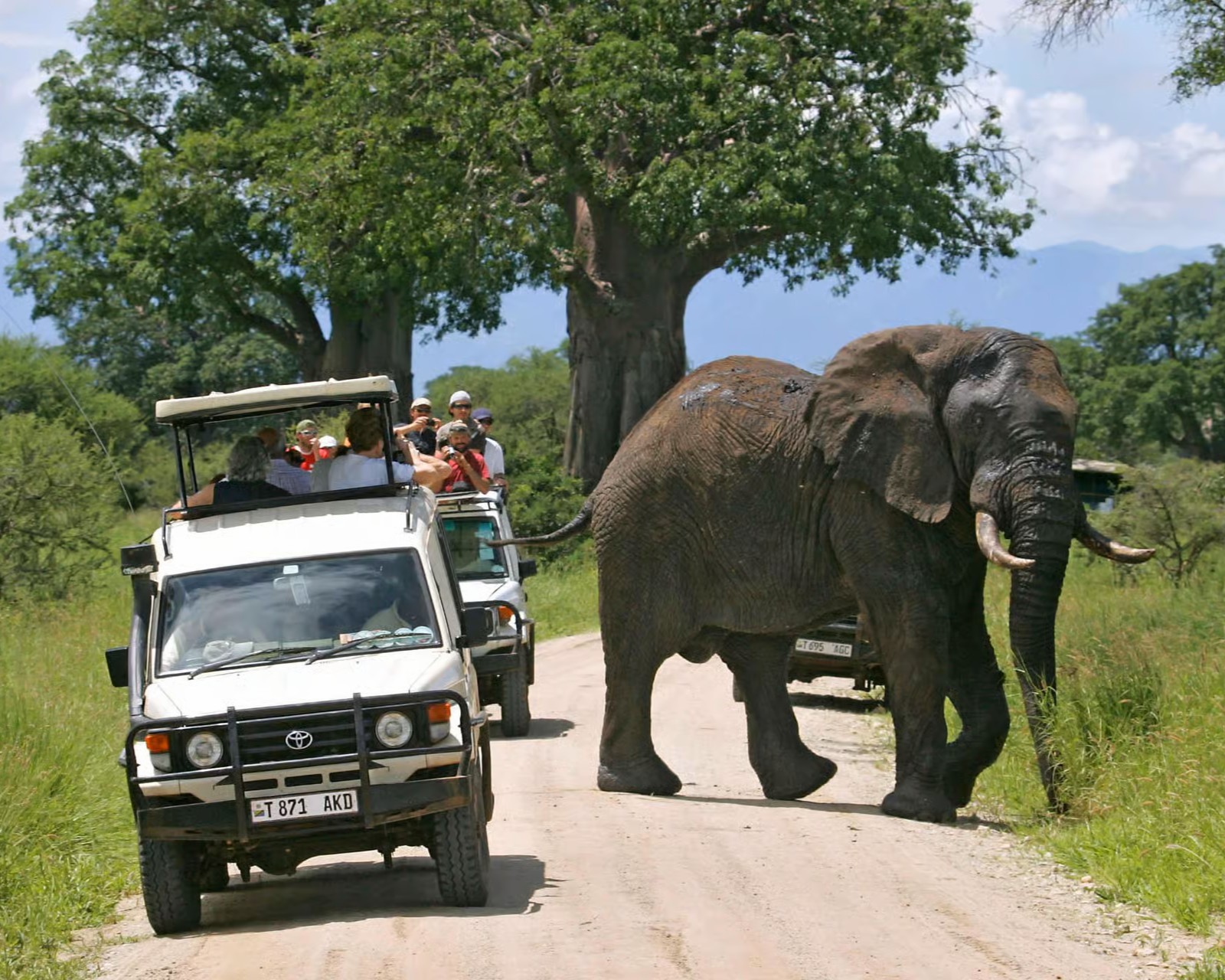 Majestic elephants roaming in Tarangire National Park during safari